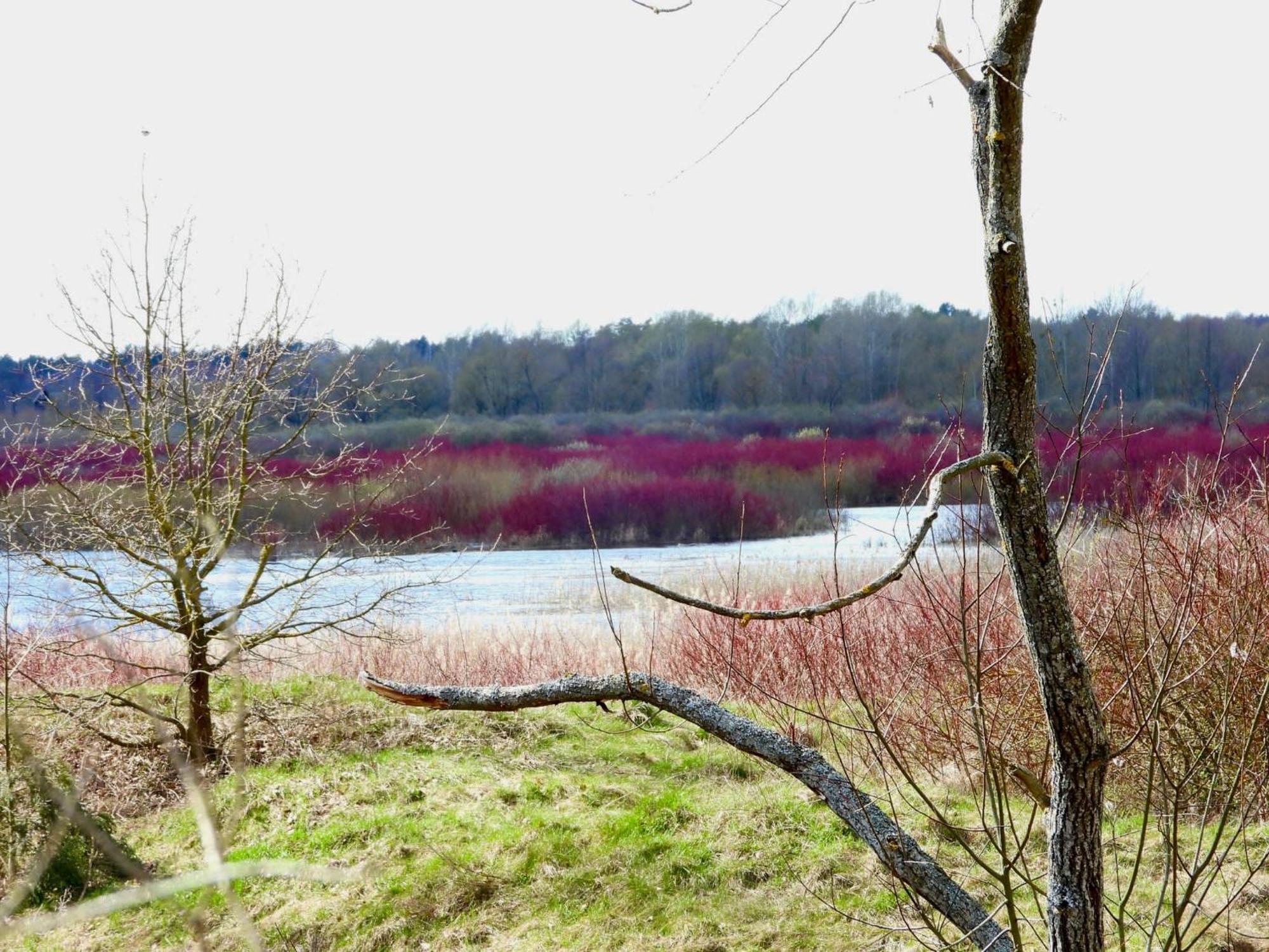 Noclegi Nad Biebrza Stara Szkola Wrocen Buitenkant foto